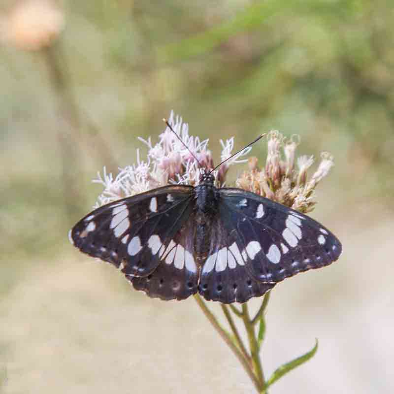 mariposa tonos negros