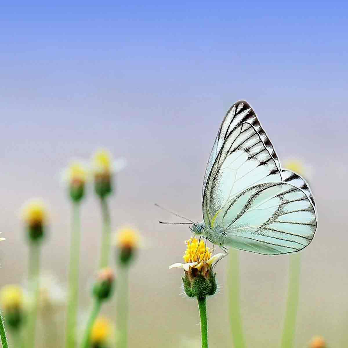 mariposas preciosas