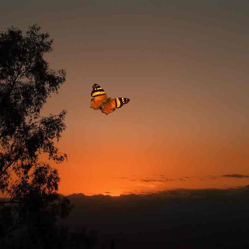 mariposas volando