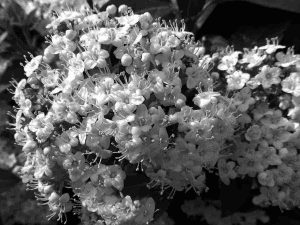 flores en blanco y negro
