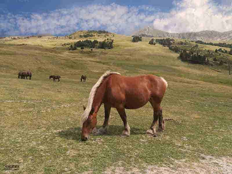 paisajes con caballos