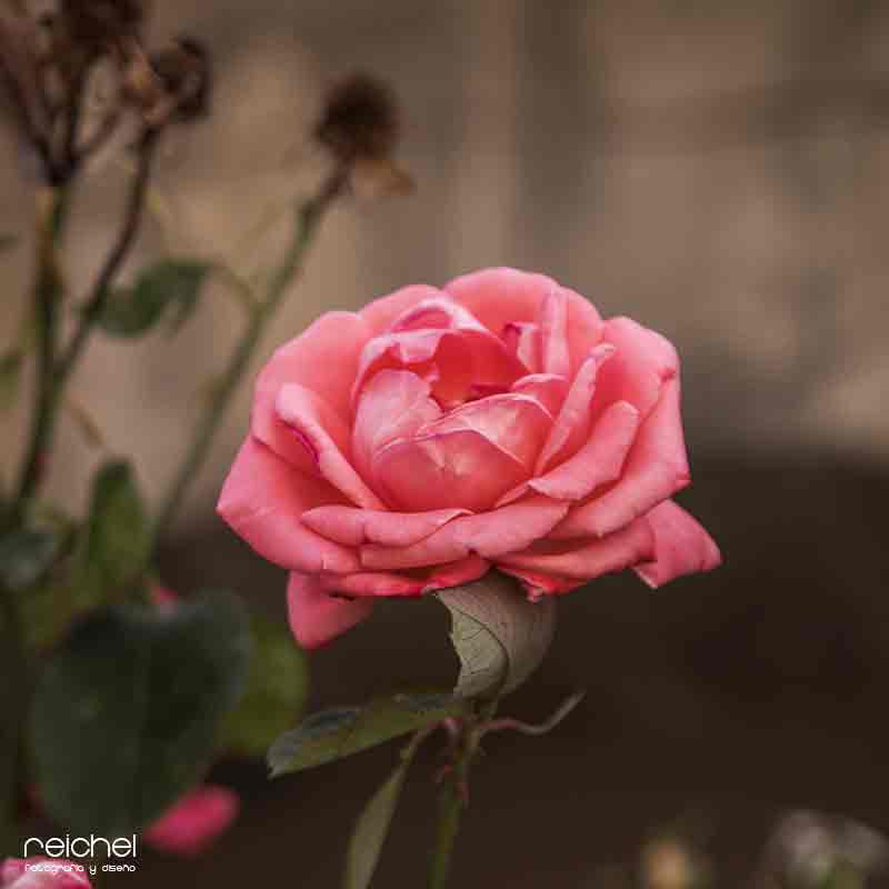 una rosa rosa de estilo vintage oara pintar al oleo