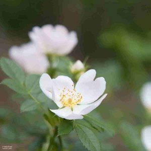 flor blanca hermosa