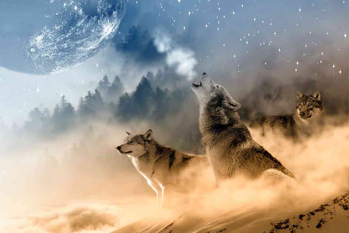 mejores fotos de lobos