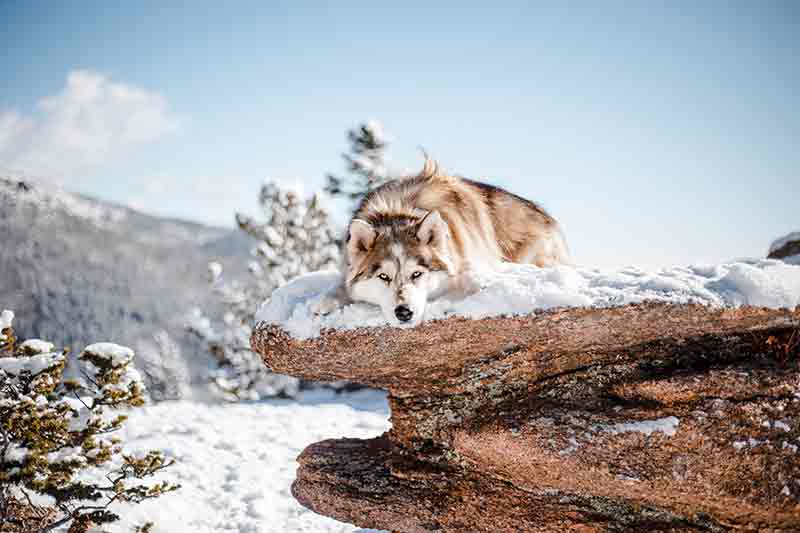 lobo en la nieve