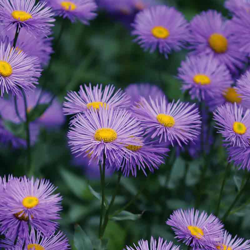 flores violeta para foto de perfil de mujer