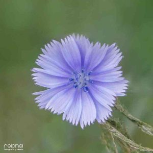 detalle de una flor de color azul