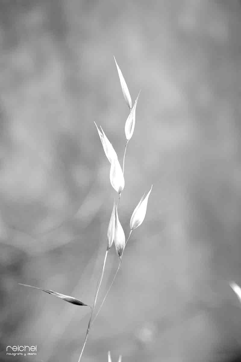 sencilla flor de trigo en blanco y negro