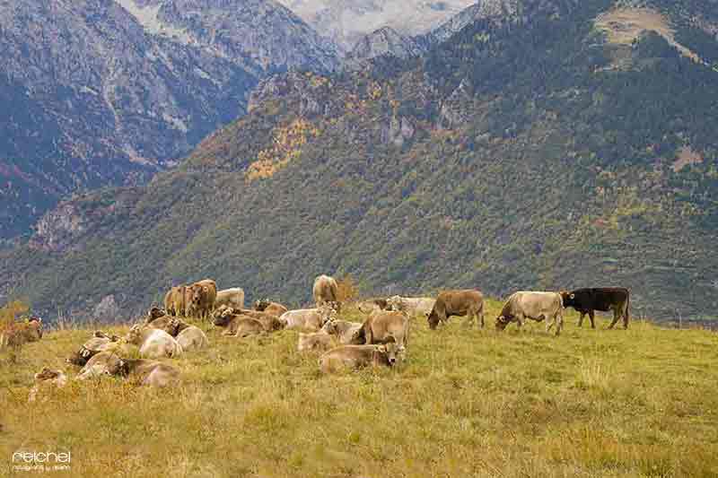 vacas pastando en el campo alrededor de una montaña