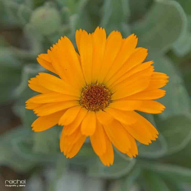 flor de margarita de color naranja