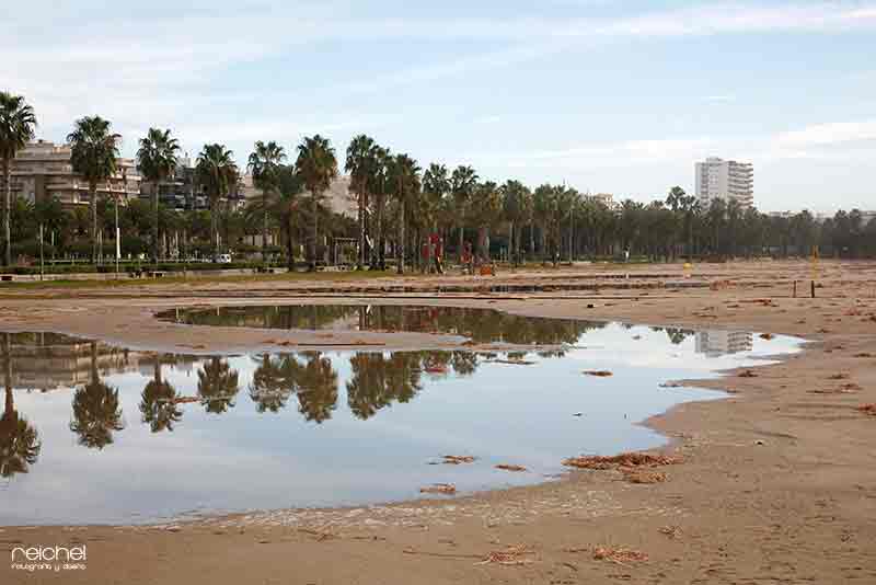 reflejos de palmeras en la arena
