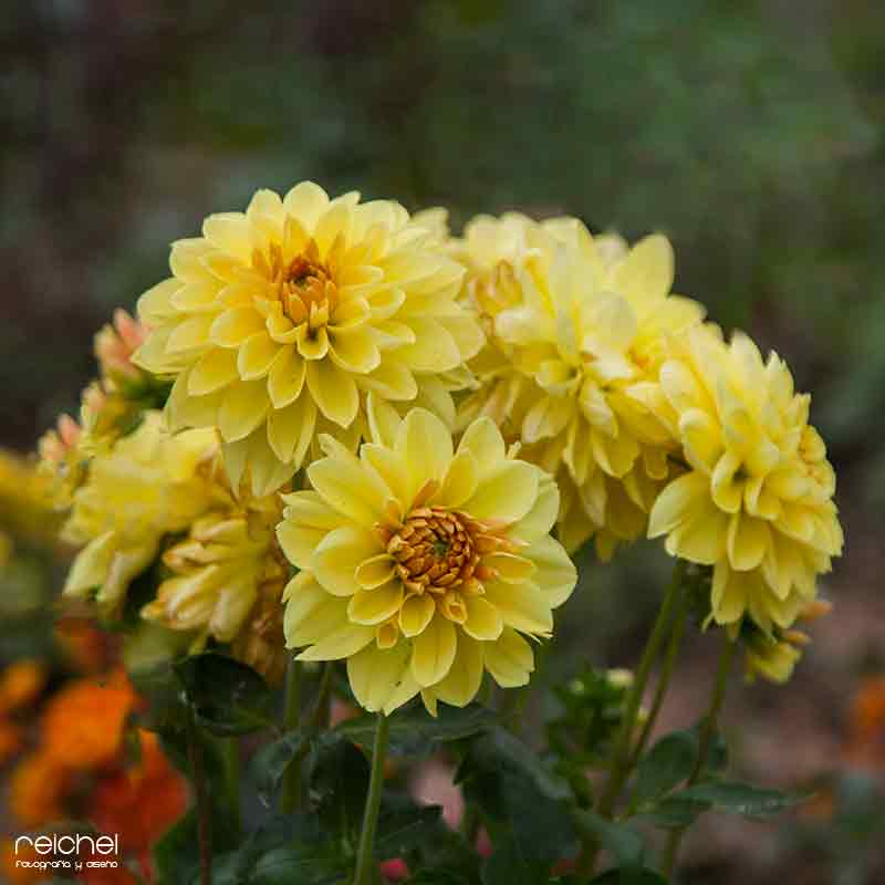 plano detalle de hermosas florer amarillas