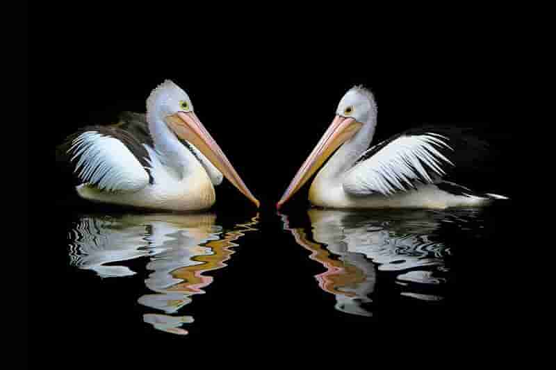 bella imagen de dos pelicanos
