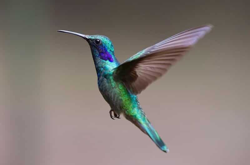 plano general de un colibri