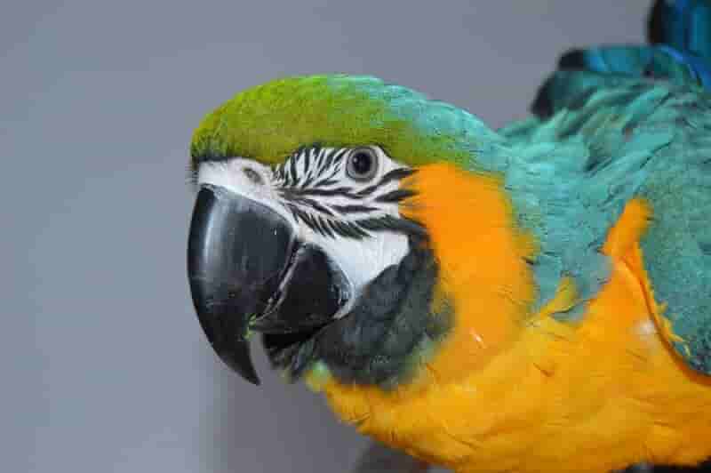 retrato de un papagayo decolores